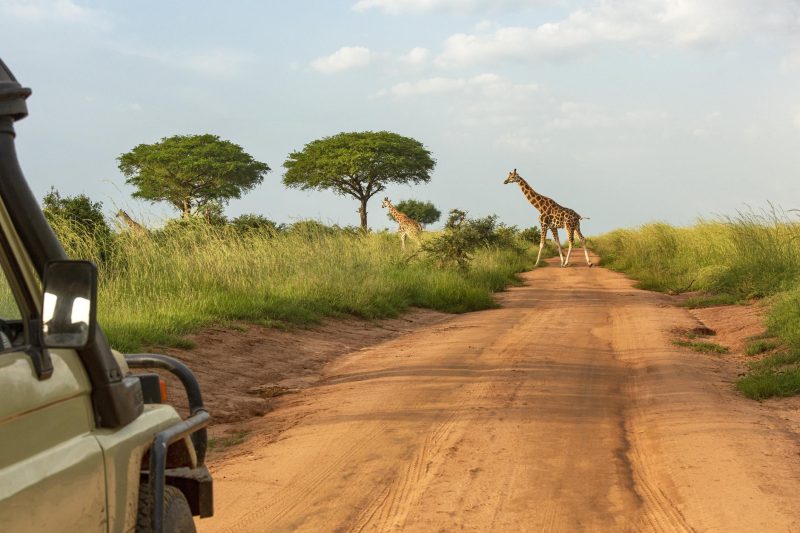 Sydafrika: 7 dages safari med helpension - og fly