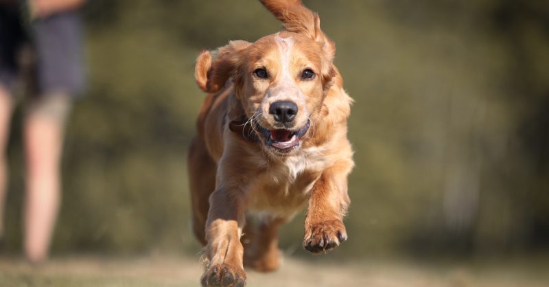 Obedience School at The Modern Dog Trainer