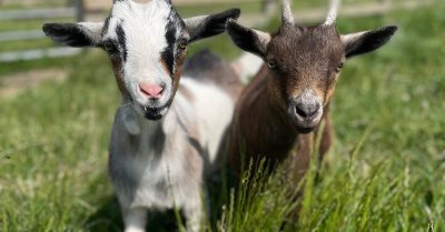 Family Day Entry to The Bucks Goat Centre - Meet Pigs, Goats & Chickens!