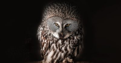 Two-Hour Owl Experience with Cake at West Sussex Falconry