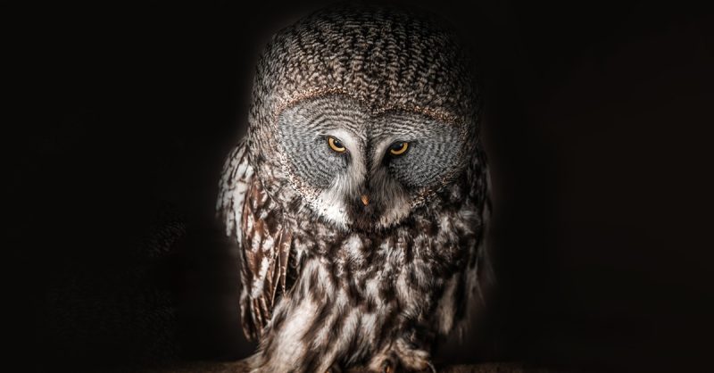 Two-Hour Owl Experience with Cake at West Sussex Falconry