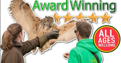 Two-Hour Bird of Prey Experience at Mercer Falconry