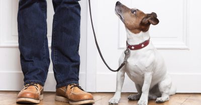 Dog Obedience and Behavioral Training at West Midlands Dog Academy