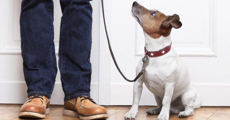 Dog Obedience and Behavioral Training at West Midlands Dog Academy