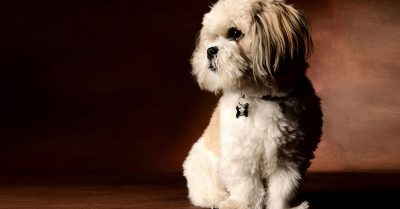 Capture Your Pet's Charm at Flash Photography Photoshoot