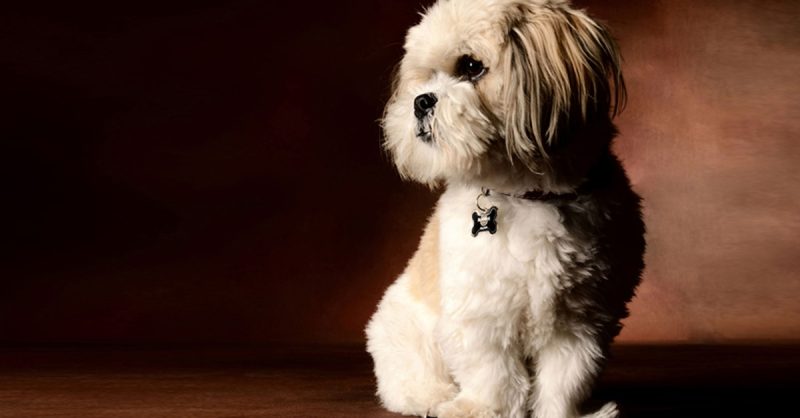 Capture Your Pet's Charm at Flash Photography Photoshoot