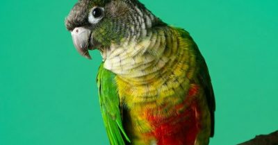 Studio Pet Photoshoot with Mounted Print(s) at Zen Shots