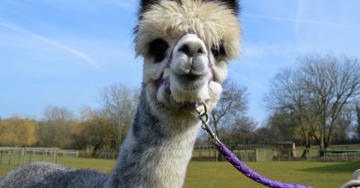 Alpaca Farm Tour at Pennybridge Alpacas - Meet & Feed the Alpacas