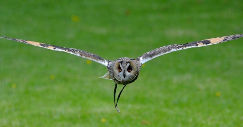 Two-Hour Owl Experience for One at Hawksflight Falconry