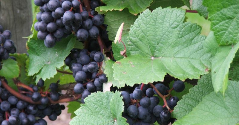 Two-Hour Vineyard Tour and Tasting at Shawsgate Vineyard