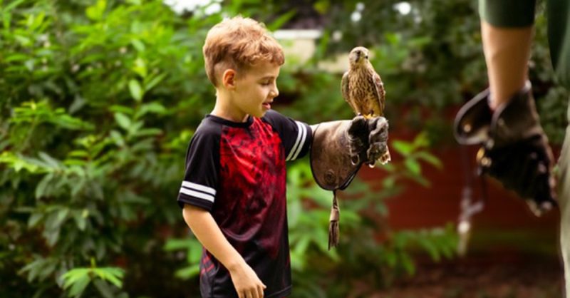 30-Minute Hands-on Mini Bird of Prey Experience at Mercer Falconry
