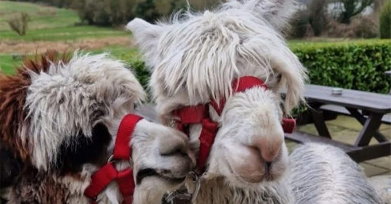 Family Fun at Bridge End Alpacas - Pet and Feed Friendly Alpacas!