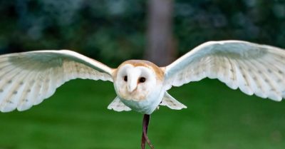 Explore Wild Wings Birds Of Prey Animal Park Experience