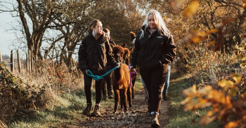 Alpaca Trekking Experience at Wetley Moor Alpacas