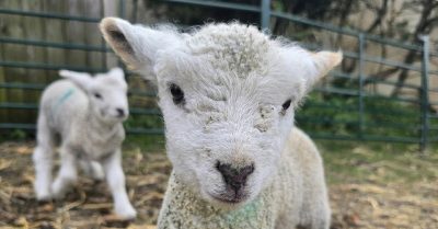 Experience Hands-On Farm Activities at Ivy Cottage Pedigree Ryelands