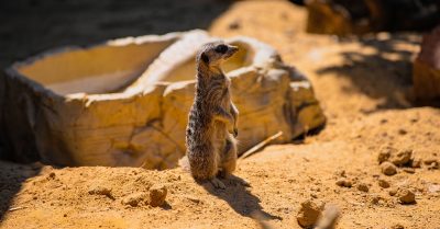 Admission to Kirkley Hall Northumberland College Zoo for All Ages