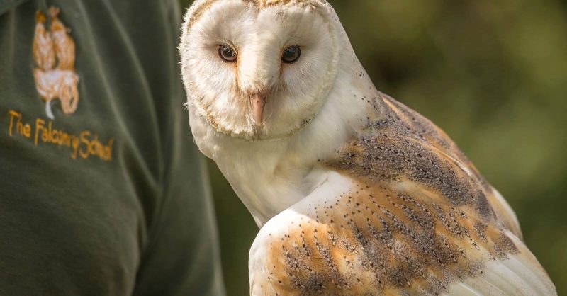 Experience Recreational Falconry at The Falconry School