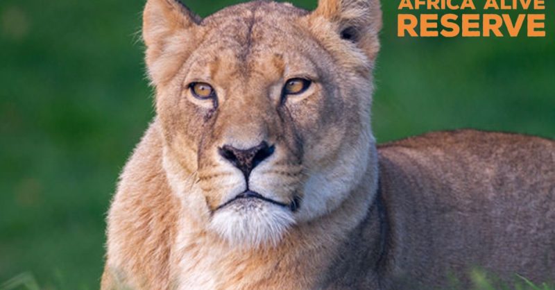 Immerse Yourself in Wildlife Experiences at Africa Alive - Lowestoft