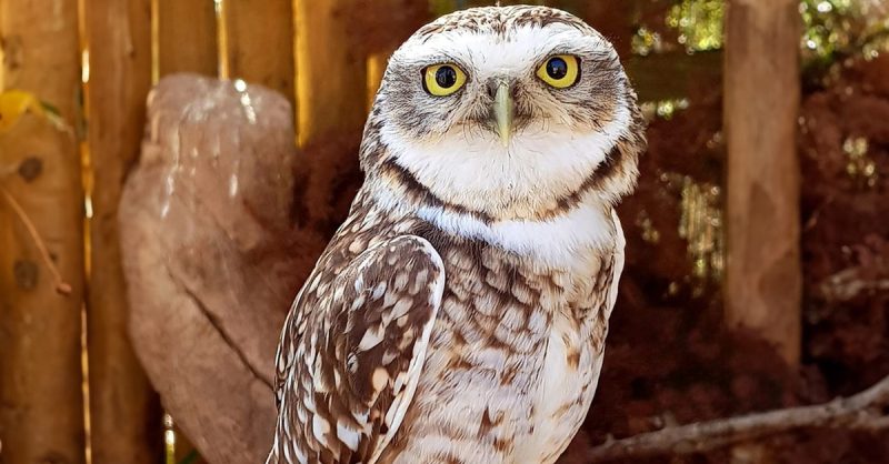 Explore Exotic Zoo's Family and VIP Experiences in the Animal Kingdom