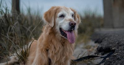 Dog Training Course at Training Centre for Happy Pups