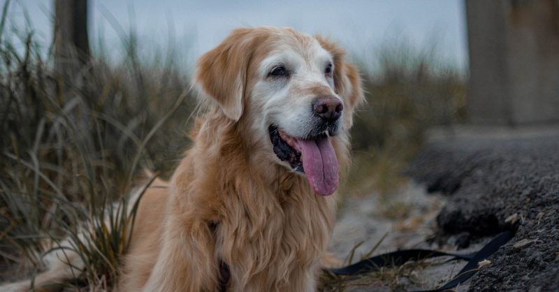 Dog Training Course at Training Centre for Happy Pups