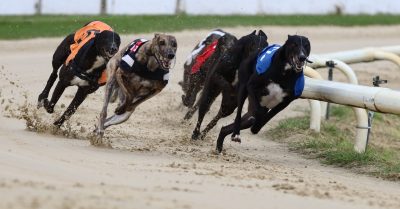 Exciting Greyhound Racing Bundle at Coral Brighton and Hove Greyhound Stadium