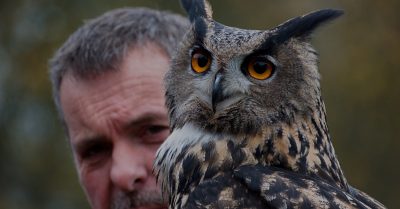 Two-Hour Birds of Prey Experience for Four at Hawksflight Falconry