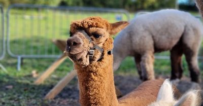 Enjoy the Alpaca Experience at Kenward Place in Kent Countryside