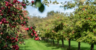 Dorset Nectar Cider Farm Tour & Tasting Experience