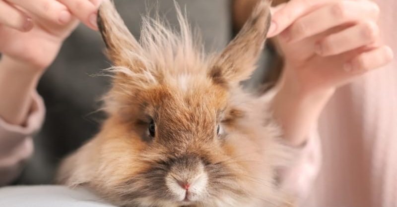 Pampering Pet Grooming at The North East Pet Shop
