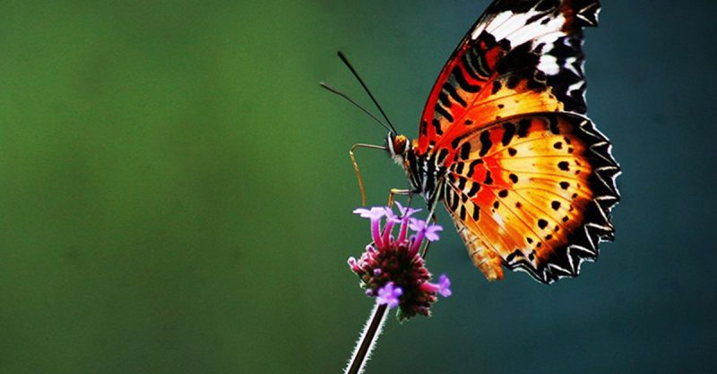 Explore Buckfast Butterfly Farm & Dartmoor Otters Experience