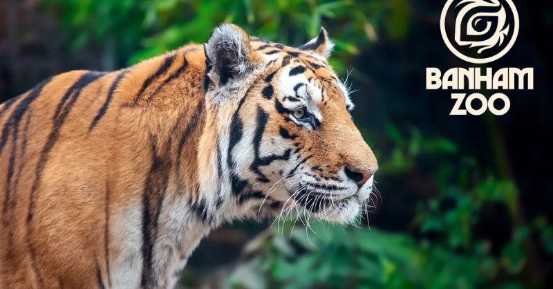 Immersive Animal Experiences at Banham Zoo - Norwich this October Half Term
