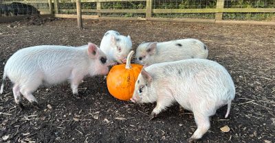 Halloween Fun: Meet Miniature Pigs at Kew Little Pigs Farm