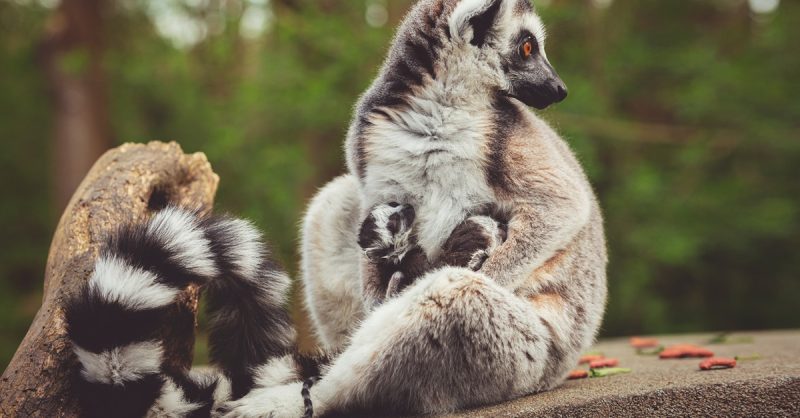 Family Fun at Hoo Zoo and Dinosaur World Entrance Ticket