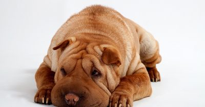 One-Hour Pet Photoshoot at Barrett & Coe Leighton Buzzard