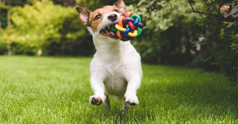 Discover Unique Pet Supplies at Luxe pets