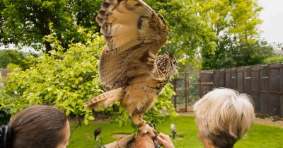 Half-Day Falconry Experience with Refreshments at West Sussex Falconry