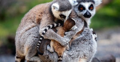 Wild Encounters Experience for Two or Four at Hoo Zoo & Dinosaur World