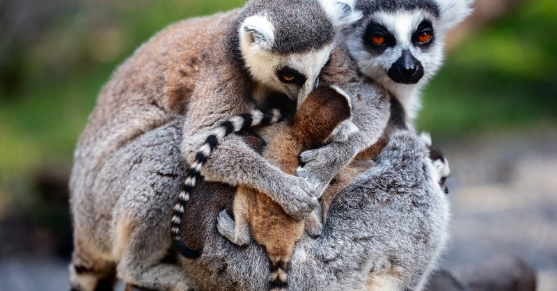 Wild Encounters Experience for Two or Four at Hoo Zoo & Dinosaur World