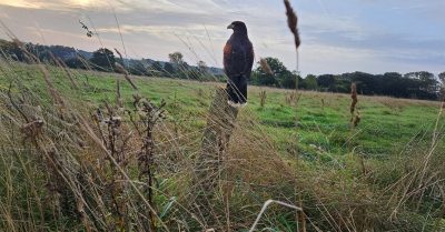 One Hour Hawk Walk for One, Two, or Family at Toras Falconry