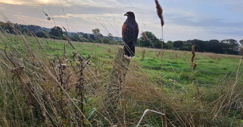 One Hour Hawk Walk for One, Two, or Family at Toras Falconry