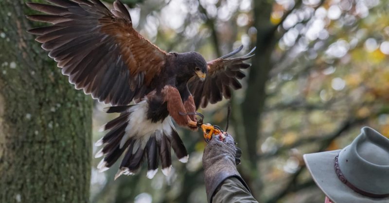 Hawk Walk Experience for Four at Shropshire Falconry