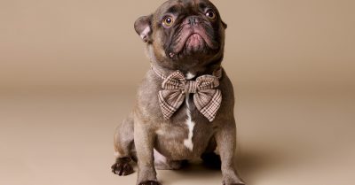 Capture Your Pet's Charm at Emotion Studio