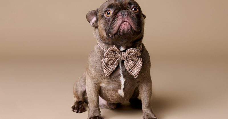 Capture Your Pet's Charm at Emotion Studio
