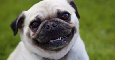 Pet Photoshoot with Digital Image at Kristie Lee Photography