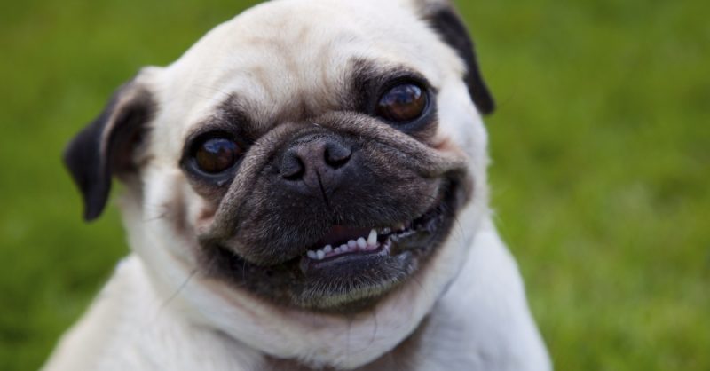 Pet Photoshoot with Digital Image at Kristie Lee Photography