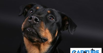 Capture Your Furry Friend at Click Portrait Experiences