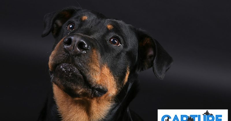 Capture Your Furry Friend at Click Portrait Experiences