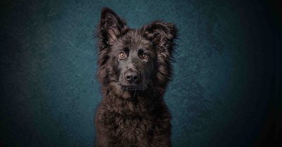 Pet Photo Shoot Experience at Photography New Forest
