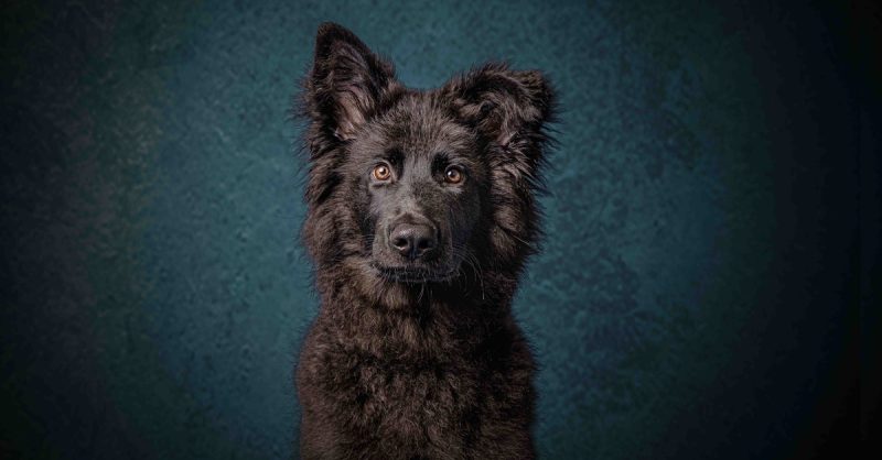 Pet Photo Shoot Experience at Photography New Forest